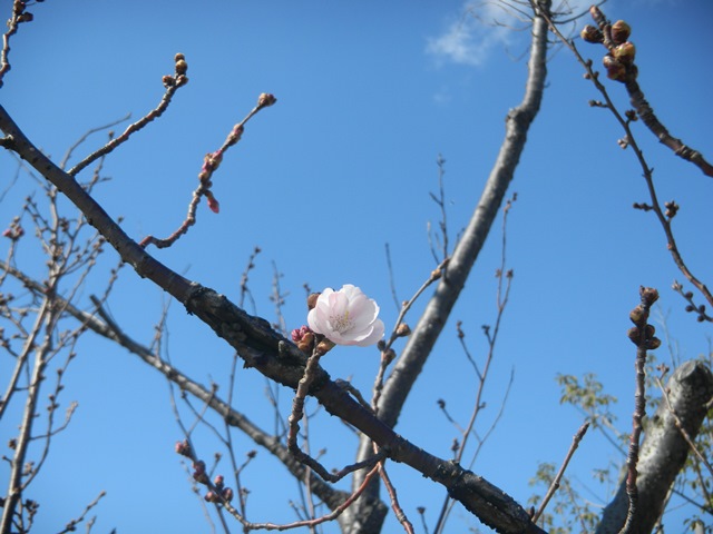 桜が開花しました。　20160315.jpg