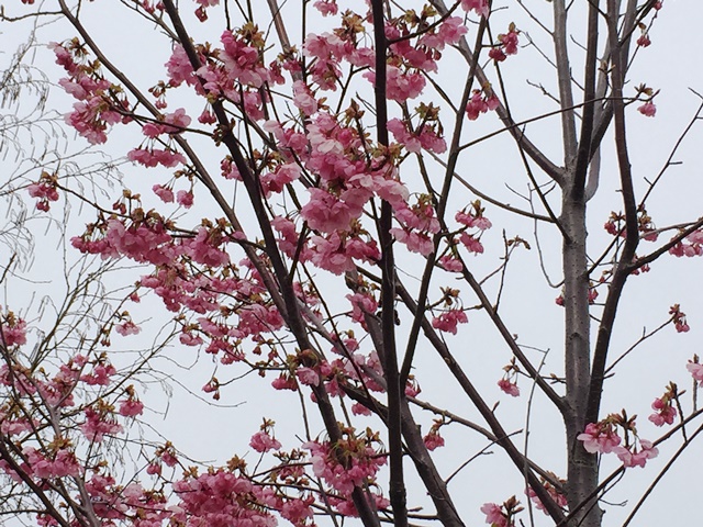 桜の開花.JPG
