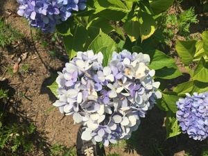 ハート型の紫陽花.jpg