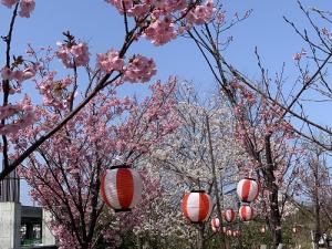 桜⑥.JPG